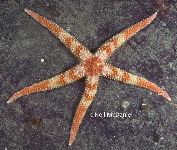 Photo of Orthasterias koehleri by <a href="http://www.seastarsofthepacificnorthwest.info/">Neil McDaniel</a>